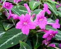 Trailing Velvet Plant