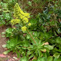 Tenerife Aeonium (Aeonium cuneatum) plant