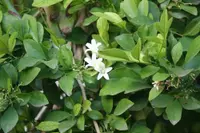 Trachelospermum jasminoides flower