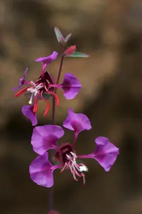 elegant clarkia