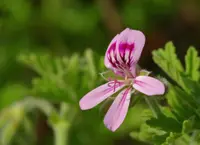 Scented geraniums