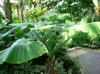 Asian Taro Plant