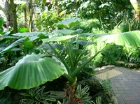 Asian Taro Plant (Alocasia odora) plant