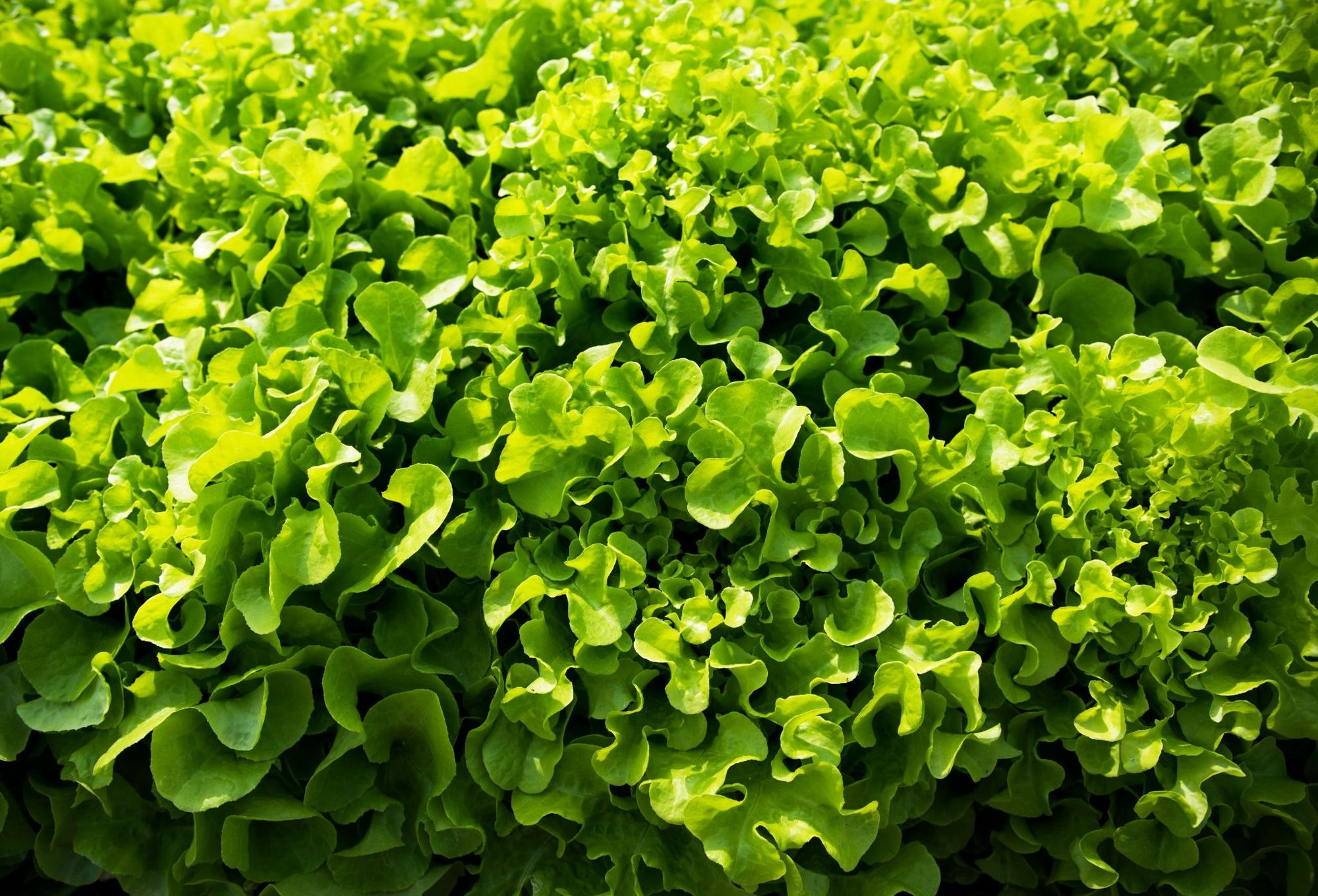 Lettuce