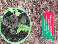 broadleaf maidenhair