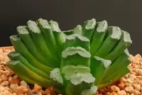 Haworthia truncata indoor plant