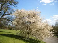 roundleaf serviceberry