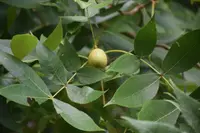 black hickory (Carya texana) plant