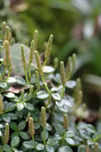 Peperomia retusa (Peperomia retusa) plant