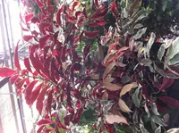 Chinese croton (Excoecaria cochinchinensis) plant