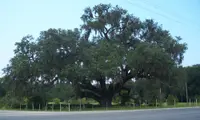 live oak (Quercus virginiana) plant