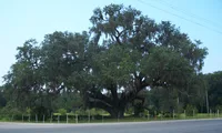live oak (Quercus virginiana) plant