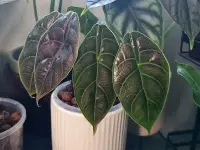 Alocasia azlanii