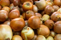 Spanish onion