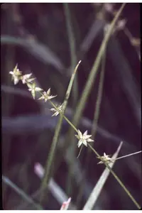 inland sedge (Carex interior) plant