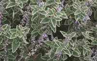 Cuban Oregano