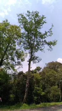 Formosan alder (Alnus formosana) plant