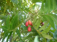 Wild Plum