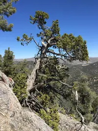 Utah Juniper