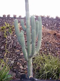 candelabro