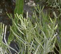 Euphorbia alluaudii (Euphorbia alluaudii) plant