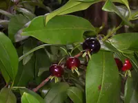 grumichama