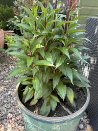 Cardinal flower photo by a Botan App user
