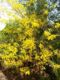golden shower tree (Cassia fistula) plant