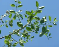 False Buffalo Thorn