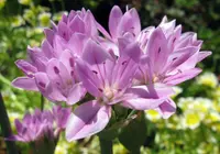 oneleaf onion
