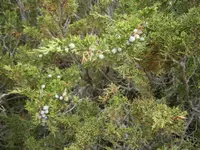 Savin Juniper