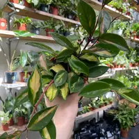 Krimson Queen Hoya