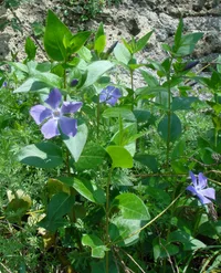 Greater periwinkle (Vinca major) plant