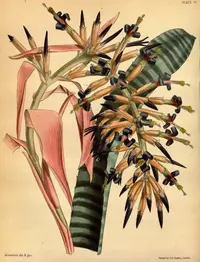 Billbergia vittata