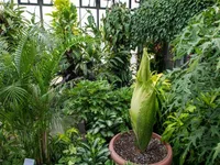 Amorphophallus in the pot