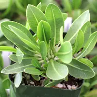 Pachypodium brevicaule leaf