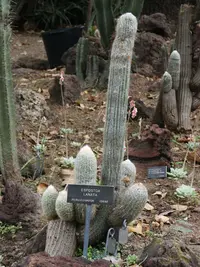 cotton ball cactus