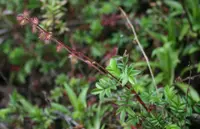 Acaena elongata (Acaena elongata) plant