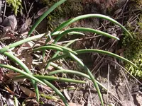 Streaked rock orchid