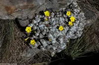 Pachypodium brevicaule in the wild