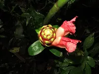Costus zamoranus