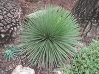 hedgehog agave