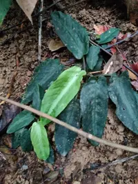 Scindapsus treubii