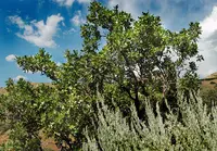 Gambel oak