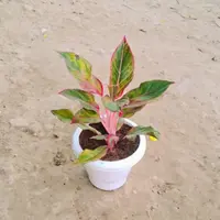Aglaonema 'Lipstick' outdoor