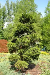 Hinoki Cypress