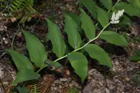 feathery false lily of the valley