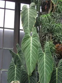 Philodendron melanochrysum (Philodendron melanochrysum) plant