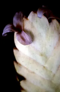 Wallisia anceps (Wallisia anceps) plant