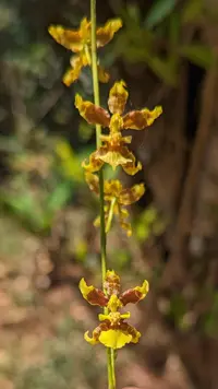 Oncidium leleui
